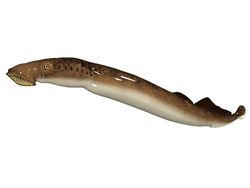 Wujud Ikan Vampir Penghisap Darah