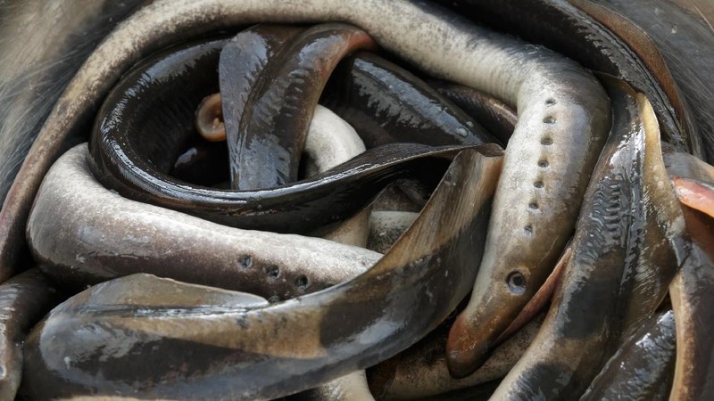 Ikan Vampir Sea Lamprey penghisap darah ikan lain