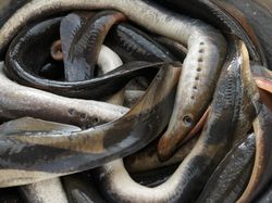 Wujud Ikan Vampir Penghisap Darah