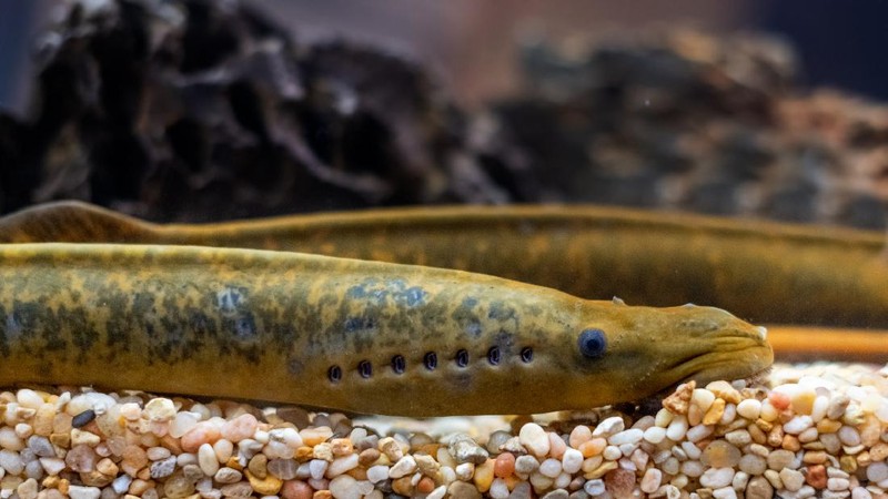 Ikan Vampir Sea Lamprey penghisap darah ikan lain