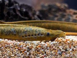 Wujud Ikan Vampir Penghisap Darah