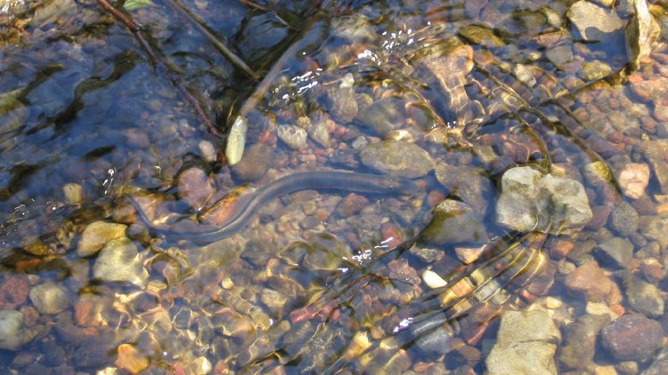 Ikan Vampir Sea Lamprey penghisap darah ikan lain