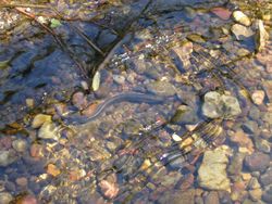 Wujud Ikan Vampir Penghisap Darah