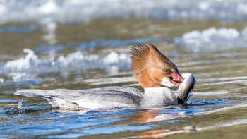 Seekor burung menangkap sea lamprey. Populasi ikan vampir dikendalikan lewat pembatas sungai dan lamprisida, obat yang mematikan larva ikan vampir tapi aman untuk spesies lain (Getty Images/iStockphoto)