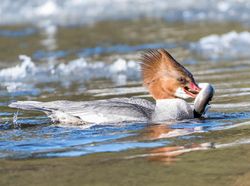 Wujud Ikan Vampir Penghisap Darah