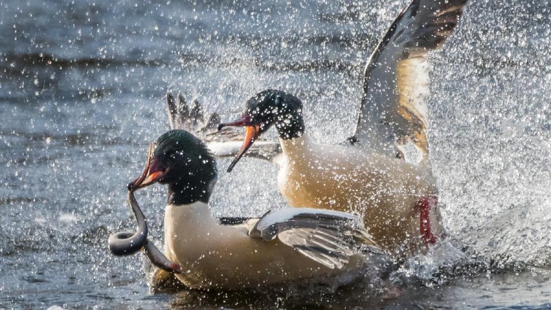 Ikan Vampir Sea Lamprey penghisap darah ikan lain