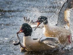 Wujud Ikan Vampir Penghisap Darah