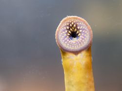 Wujud Ikan Vampir Penghisap Darah