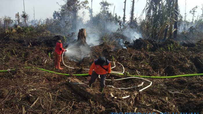 Karhutla lahan gambut di Pelalawan, Riau.