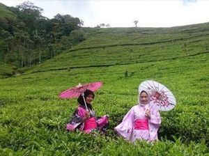 Hamparan Hijau Kebun Teh Kaligua dan Kisah Seram Gua Jepangnya