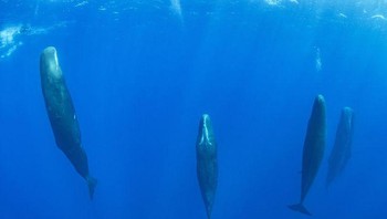 Beginilah paus ketika tidur.  Foto: Brightside