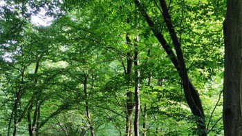 Kendati tumbang, pohon ini masih tetap tumbuh. Foto: Brightside