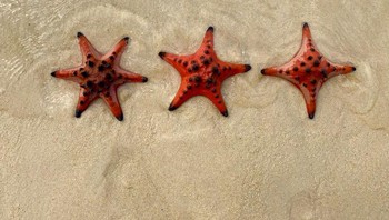 Bintang laut dengan 4, 5 dan 6 lengan. Foto: Brightside