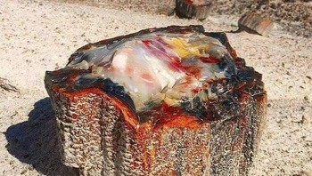 Pohon opal yang berusia 225 juta tahun. Foto: Brightside