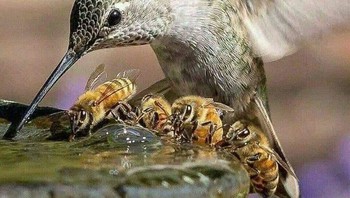 Burung kolibri berbagi air dengan lebah. Foto: Brightside