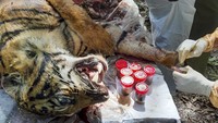 Harimau sumatera itu mati di kawasan perkebunan masyarakat di Kabupaten Aceh Selatan, Aceh, sejak kemarin Senin (29/6/2020).