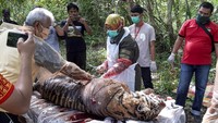 Petugas dari BKSDA Aceh melakukan nekropsi terhadap bangkai harimau Sumatera (Panthera tigris sumatrae) yang ditemukan mati di kawasan perkebunan masyarakat di Kabupaten Aceh Selatan, Aceh, Selasa (30/6/2020).