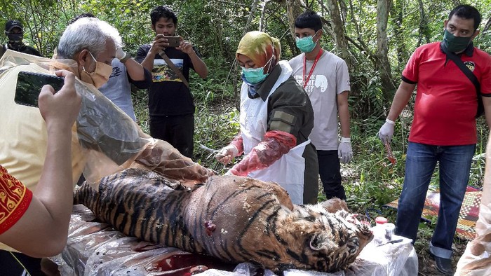 NEKROPSI HARIMAU SUMATERA MATI KERACUNAN Petugas dari BKSDA Aceh melakukan nekropsi terhadap bangkai harimau Sumatera (Panthera tigris sumatrae) yang ditemukan mati di kawasan perkebunan masyarakat di Kabupaten Aceh Selatan, Aceh, Selasa (30/6/2020). Proses tersebut dilakukan untuk mengetahui penyebab kematian harimau Sumatera yang diduga mati akibat diracun. ANTARA FOTO/Hafizdhah/Lmo/foc.