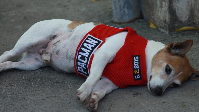 GENERAL SANTOS, PHILIPPINES - JANUARY 28:  Pacman, Manny Pacquiaos nine year old dog, is seen at Pedro Acharon Sports Complex during the training session of his owner, Manny Pacquiao on January 28, 2016 in General Santos, Philippines. Pacquiao faces Timothy Bradley in the world welterweight championship bout at the MGM Grand casino on April 9 in Las Vegas.  (Photo by Jeoffrey Maitem/Getty Images)