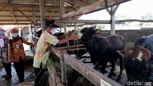 Pemeriksaan hewan kurban di Brebes, Selasa (30/6/2020).