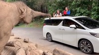 Seperti saat mereka berkunjung ke kebun binatang dan memberi makan gajah. Dok. Instagram/viavallen