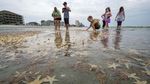 Wow! Ribuan Bintang Laut Terdampar ke Pantai