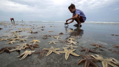 Wow! Ribuan Bintang Laut Terdampar ke Pantai