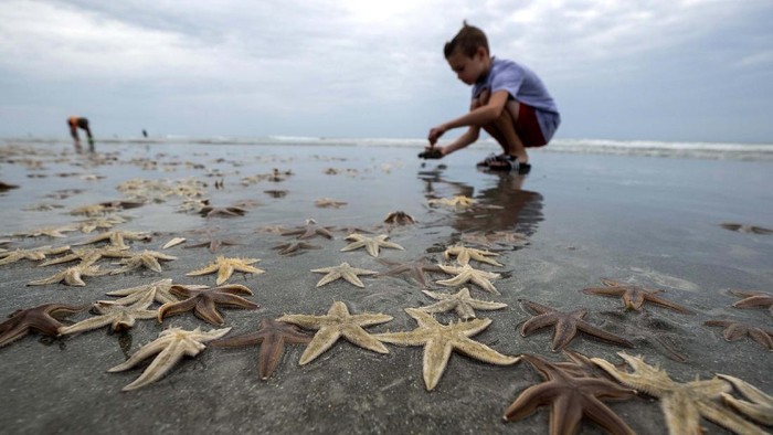 People play with starfishes as thousands of them washed ashore during low tide on Garden City Beach, S.C., Monday, June 29, 2020. Thousands of small starfish washed ashore during low tide on Garden City Beach, S.C. Residents and tourists rushed play in the mass of wriggling starfish, collecting some and putting handfuls of others back into the water. (Jason Lee/The Sun News via AP)