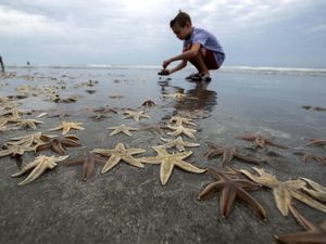 7 Hewan yang Hidup Tanpa Otak, Ada Bintang Laut hingga Kerang