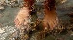 Wow! Ribuan Bintang Laut Terdampar ke Pantai