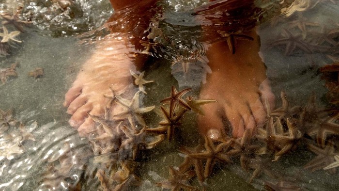 People play with starfishes as thousands of them washed ashore during low tide on Garden City Beach, S.C., Monday, June 29, 2020. Thousands of small starfish washed ashore during low tide on Garden City Beach, S.C. Residents and tourists rushed play in the mass of wriggling starfish, collecting some and putting handfuls of others back into the water. (Jason Lee/The Sun News via AP)