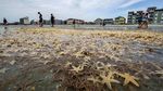 Wow! Ribuan Bintang Laut Terdampar ke Pantai
