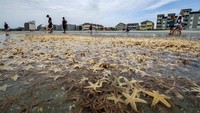Tampak bintang laut ini memenuhi garis pantai.