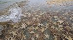 Wow! Ribuan Bintang Laut Terdampar ke Pantai
