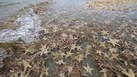 Ribuan bintang laut kecil hanyut ke pantai di Garden City Beach, Senin, 29 Juni 2020 waktu setempat.