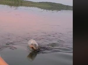 Miris! Saat Kepala Beruang terjepit Botol Plastik di Danau