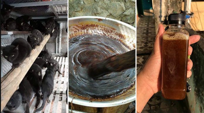 Daging Kucing Hitam Diburu di Vietnam