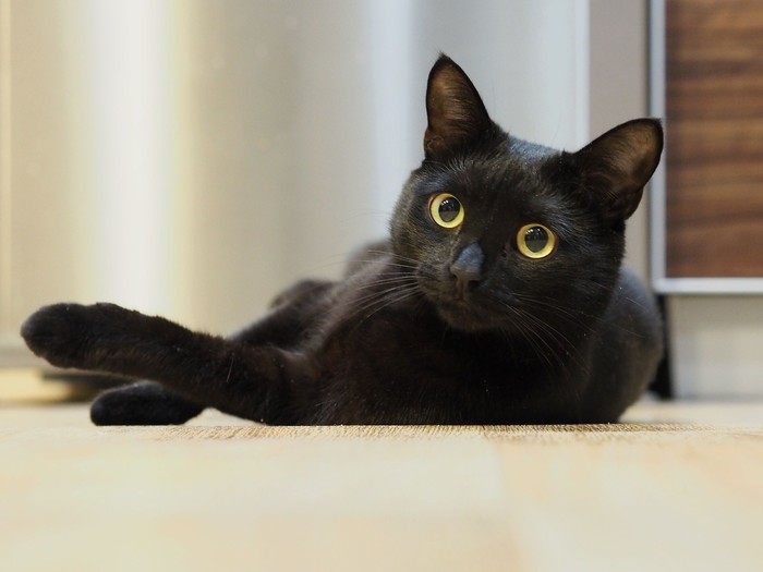 Daging Kucing Hitam Diburu di Vietnam