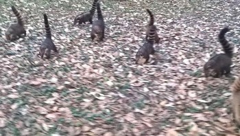 Awas terkecoh, ini bukanlah rombongan dinosaurus tapi adalah musang. (Foto: Brightside)