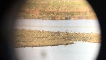 Foto planet jupiter? tentu bukan ini hanya foto lapwings. (Foto: Brightside)