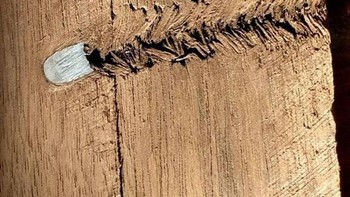 Peluru di pohon ini terlihat seperti UFO yang jatuh di ladang gandum. (Foto: Brightside)