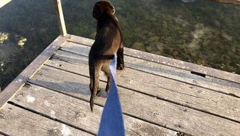 Tampak seekor anjing bakal terjun bebas dari ketinggian, nyatanya itu hanya kolam lho. (Foto: Brightside)