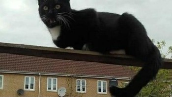 Wow ada kucing raksasa? (Foto: Brightside)