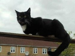 Kumpulan Foto yang Harus Dilihat Baik-baik