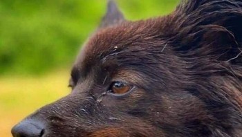 Seperti monster, tapi anjing ini sedang menggigit biji pinus. (Foto: Brightside)