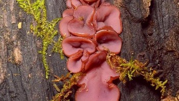 Tampak seperti daging ham? nyatanya ini hanyalah jamur yang menempel di pohon hutan. (Foto: Brightside)