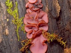 Kumpulan Foto yang Harus Dilihat Baik-baik