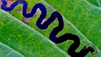 Seperti aliran sungai, tapi ini hanyalah daun yang digerogoti ulet. (Foto: Brightside)