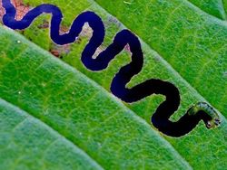 Kumpulan Foto yang Harus Dilihat Baik-baik