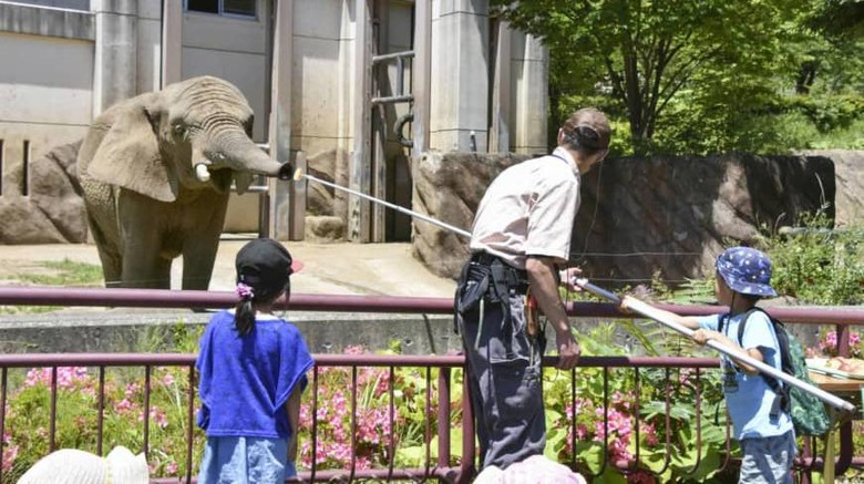 Gajah di Kebun binatang Morioka Seekor gajah betina di kebun binatang Morioka Zoo di Prefektur Iwate Jepang malas makan setelah pasangannya mati.